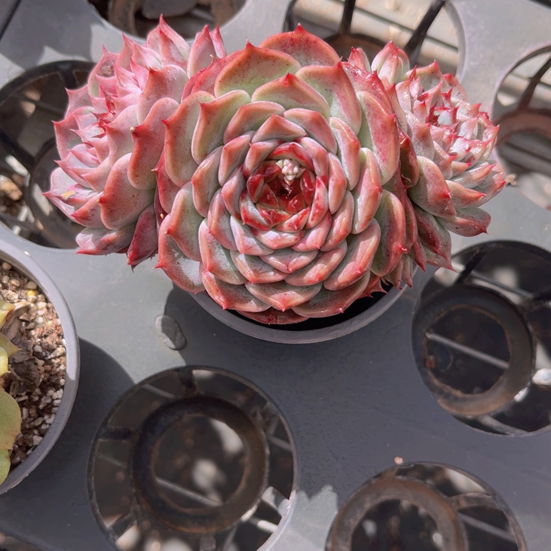 天鹅绒13公分Oioii