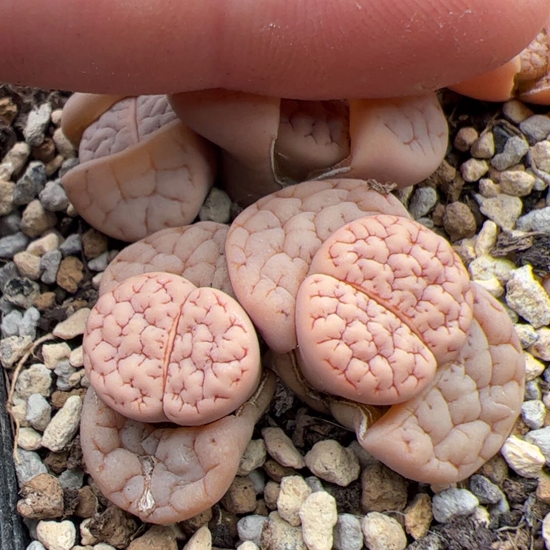 0205号189 多肉植物