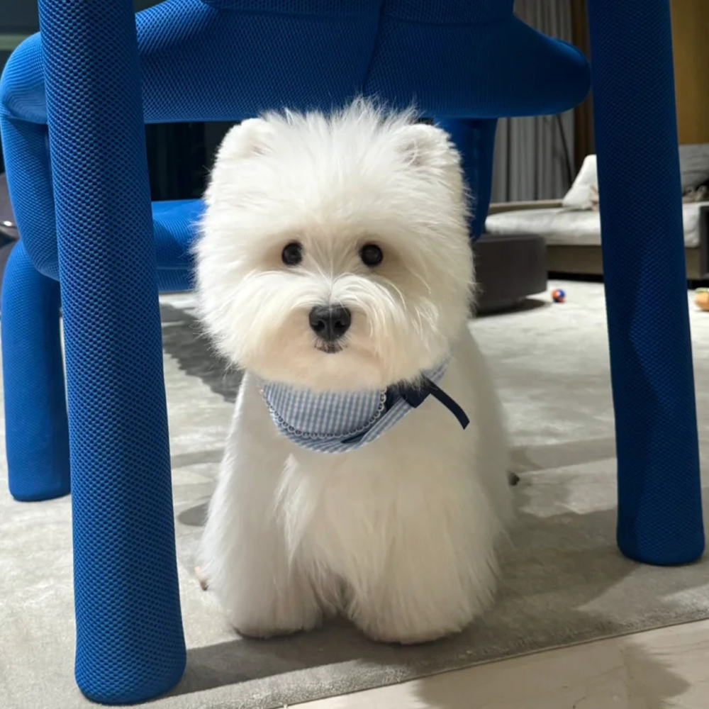 星巴西高地犬舍 西高地白梗幼犬网红软爆毛软毛刚毛活体狗狗