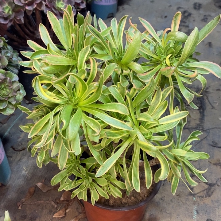 虞姬多肉植物27。  