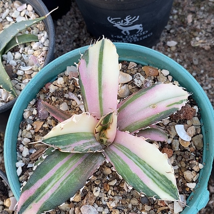 正版白鲸特殊锦。             