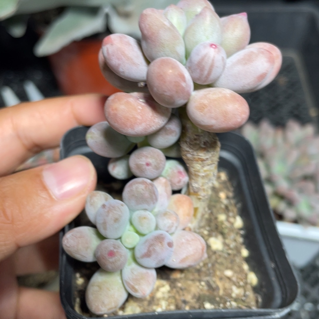 仙子奶酪多肉植物