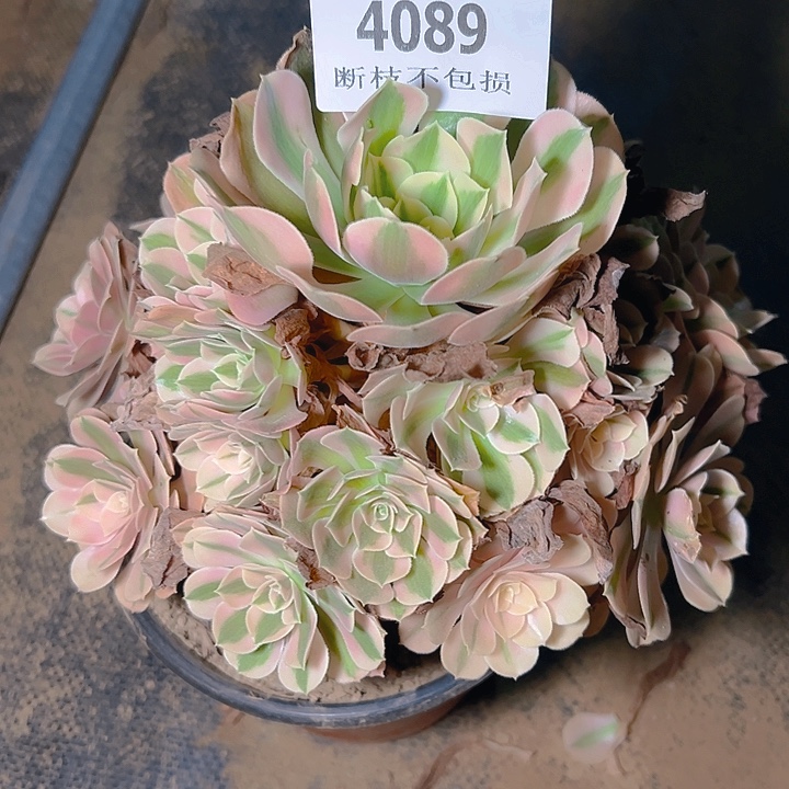 4089粉女巫多肉植物