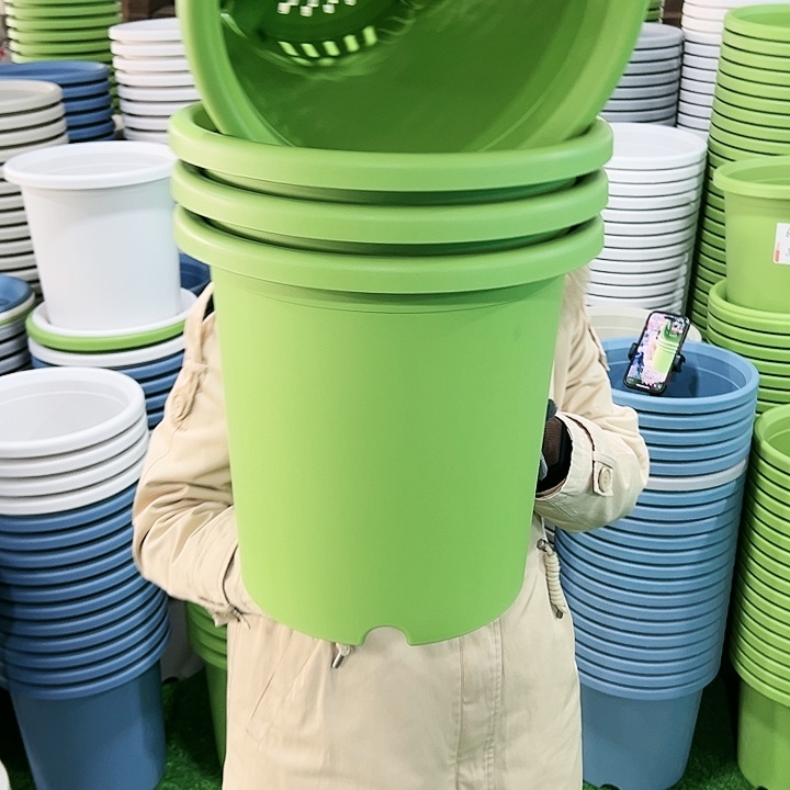 特价7号四季口33高33果绿无托4只