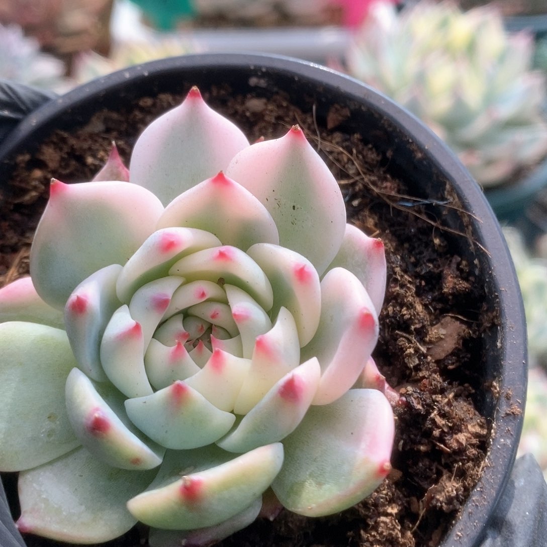 038锦锦锦锦锦锦锦