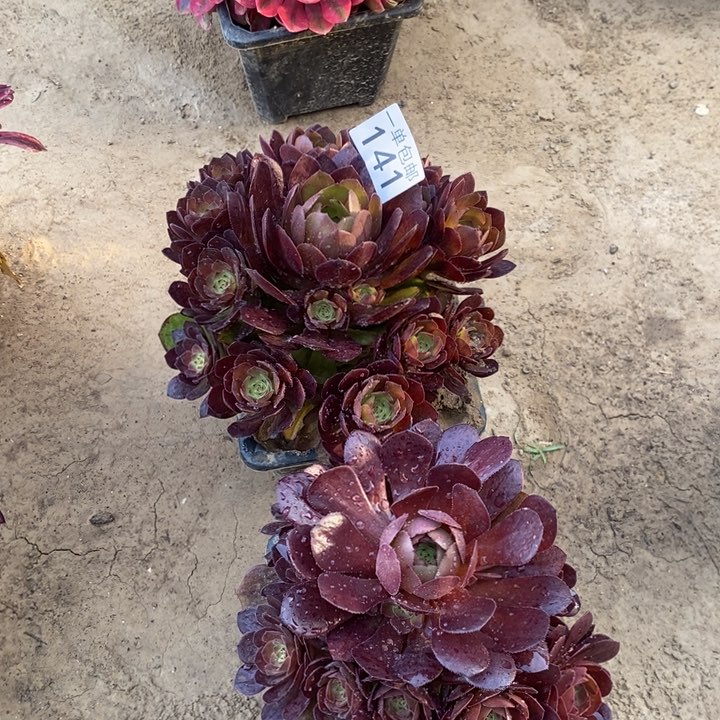 141桃花石➕万圣铜duorou