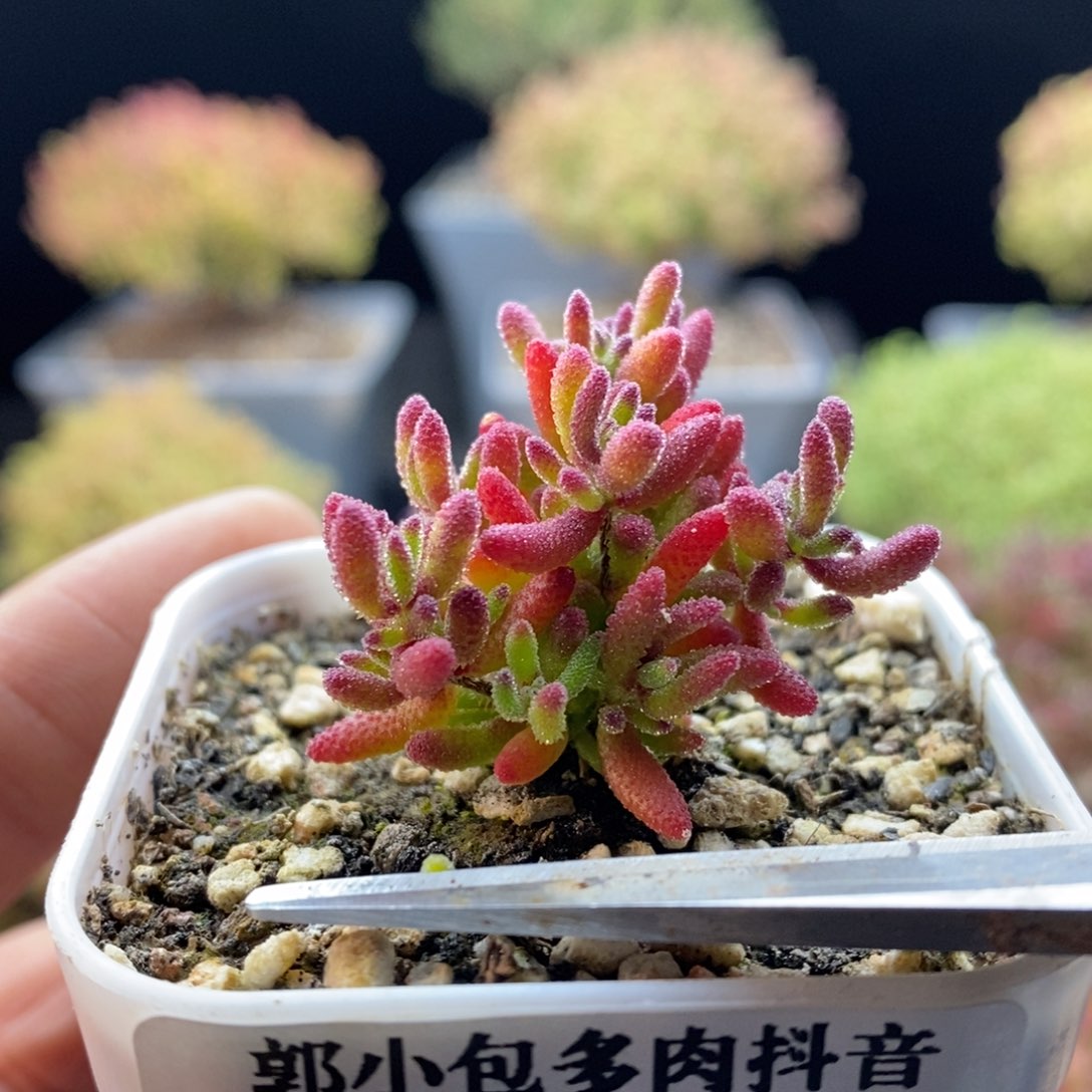 211新品红麒麟。            