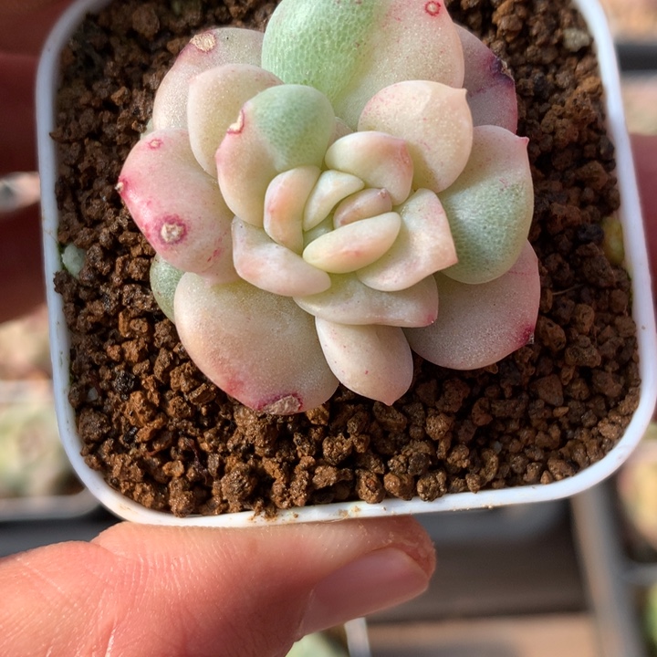 珍妮。    白锦。    专拍。 链接