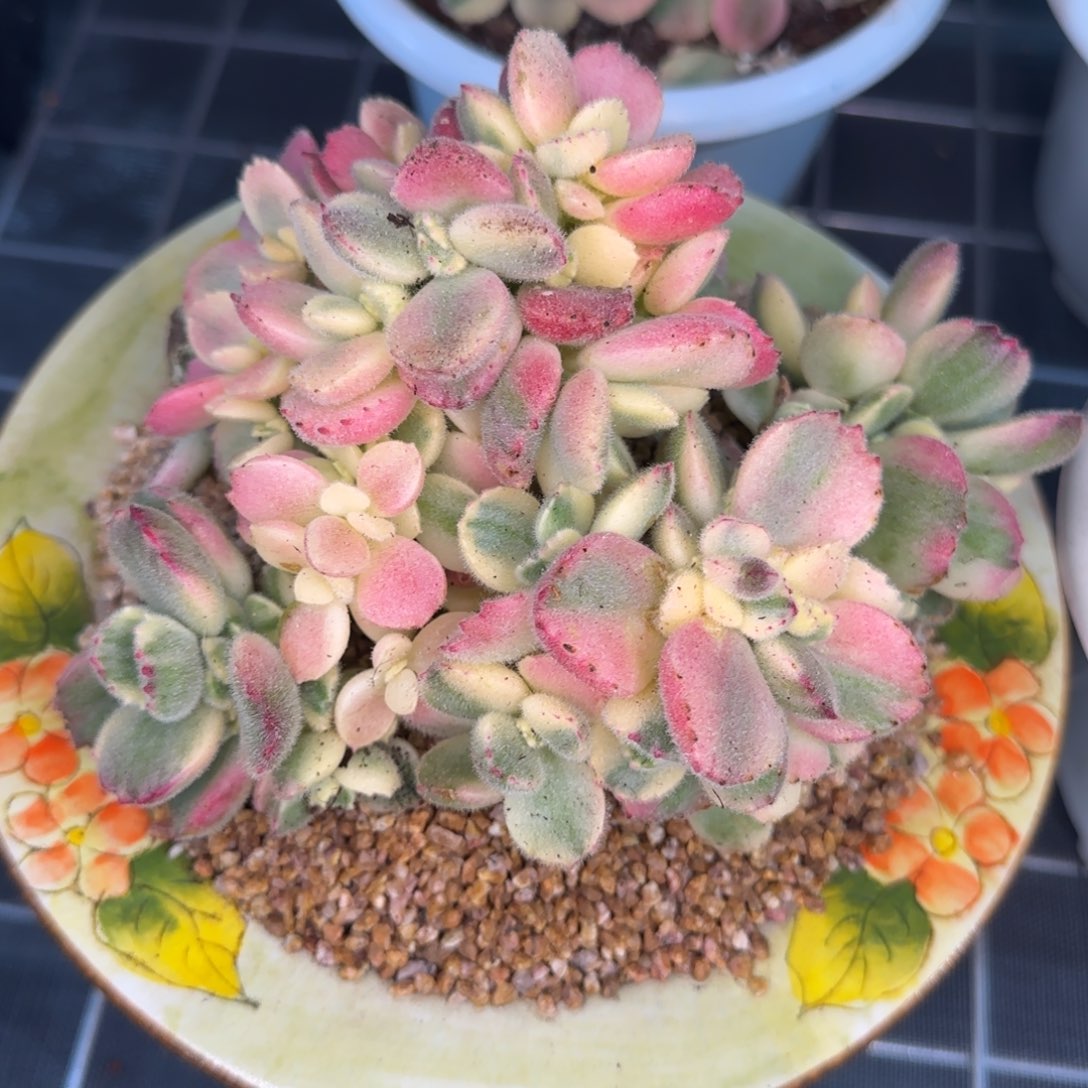 从前慢花园精选多肉彩虹熊