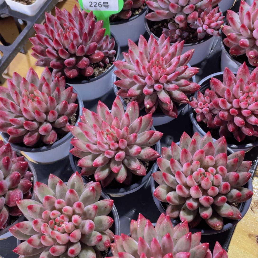 226号 精品虞美人一颗