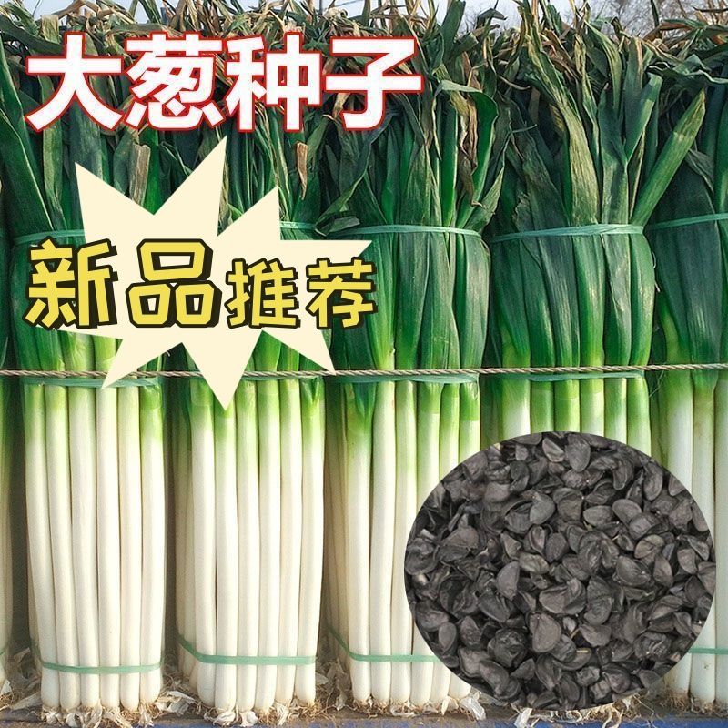 【全场满5包包邮】长白条大葱种子耐寒耐热易种四季葱种子