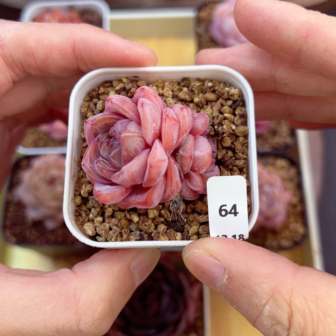 好好看64、哈哈哈哈