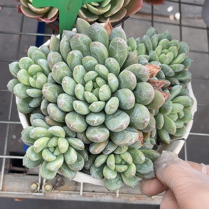 两单包邮，一物一拍91百达翡翠