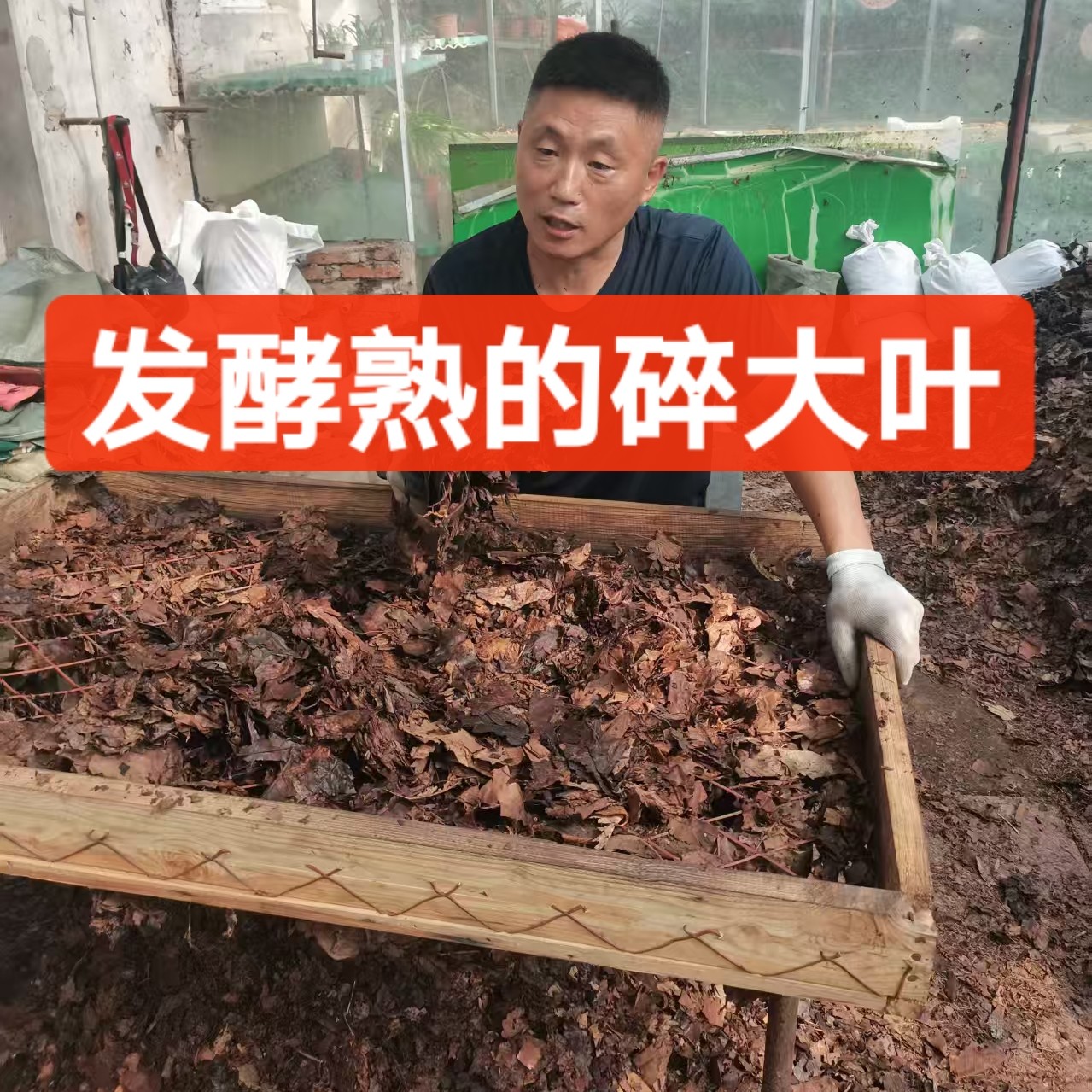 碎的大叶发酵熟了一碰就碎君子兰花营养土