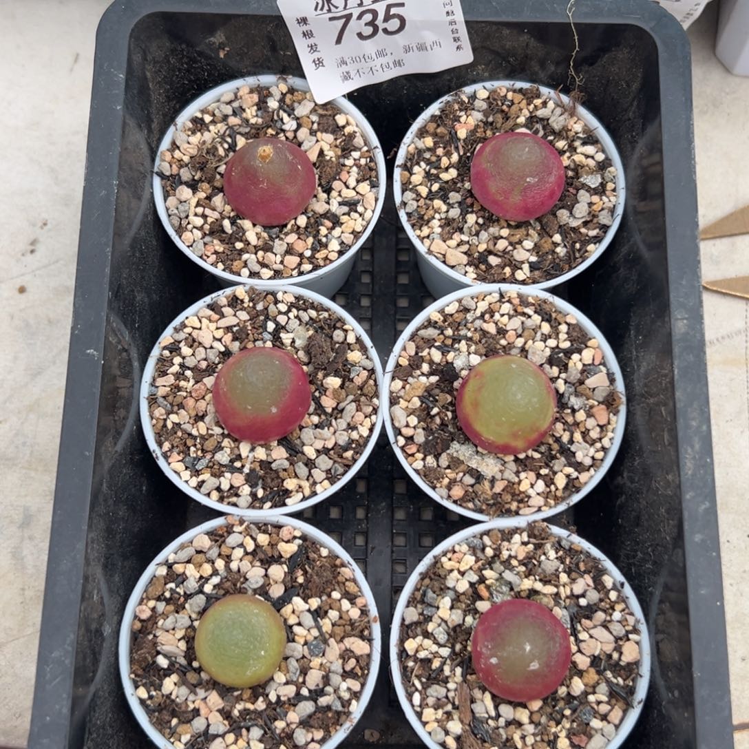 735灯泡带盆土发货