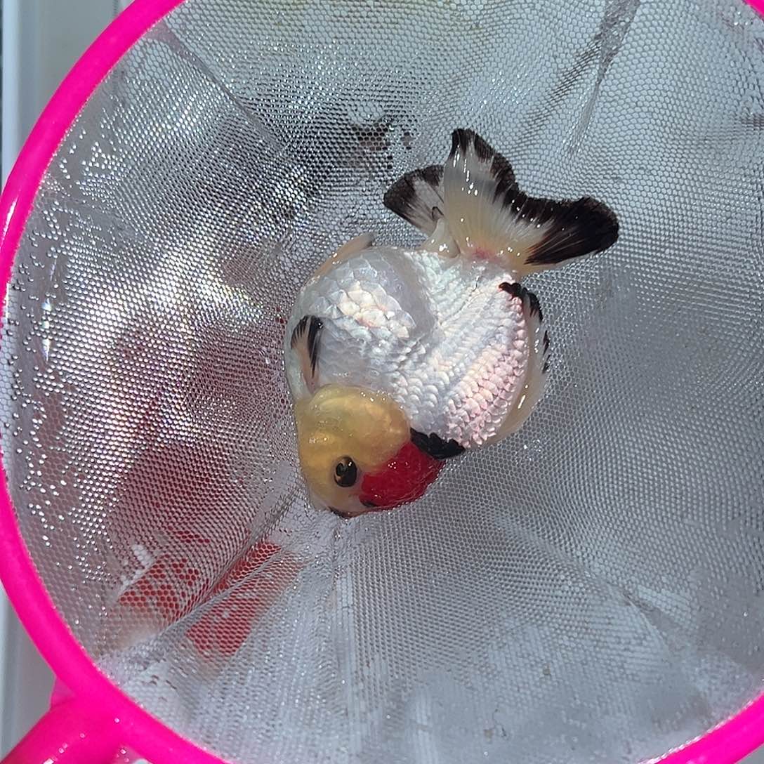 朝***9海水鱼12345678922222