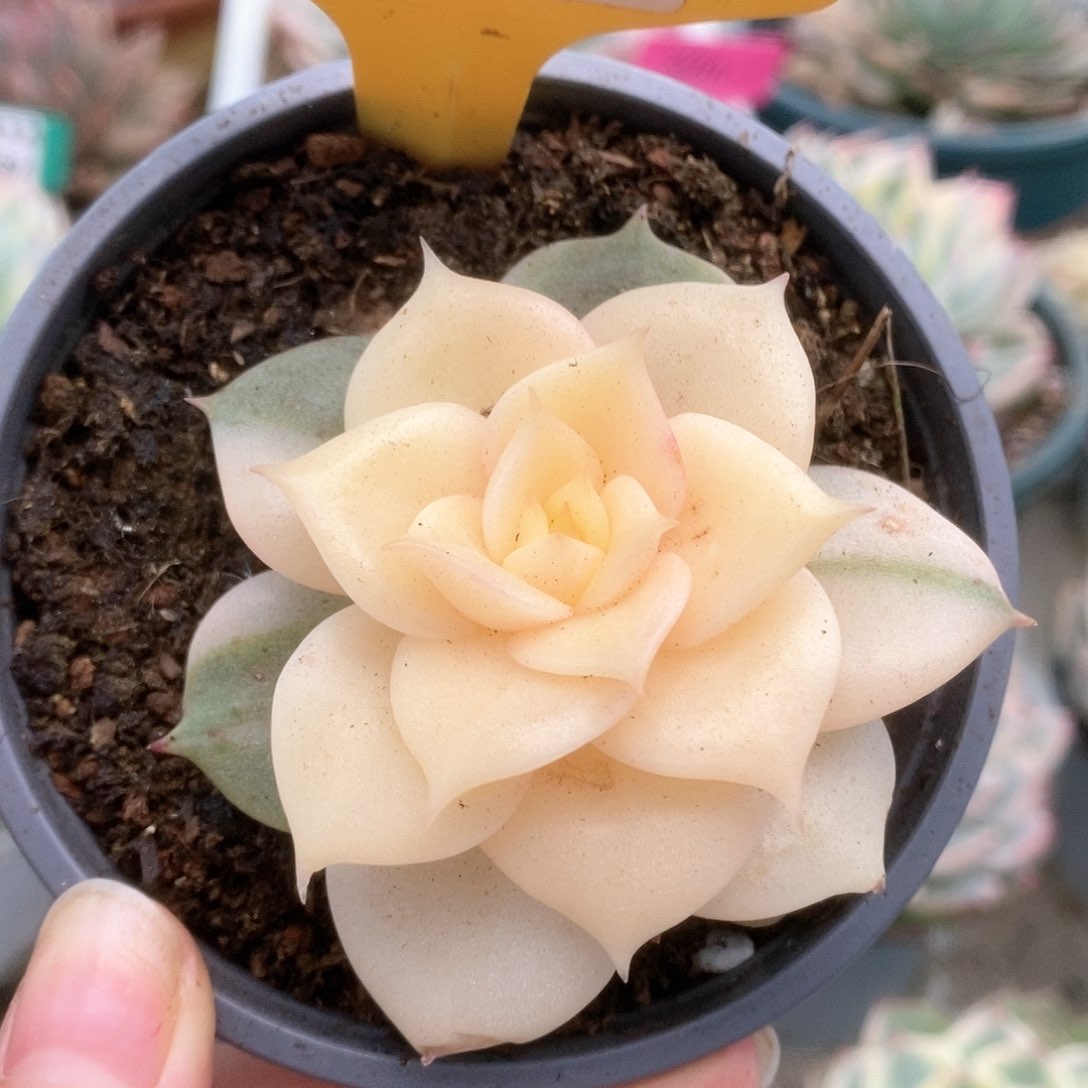 241贝加尔湖锦锦锦锦锦