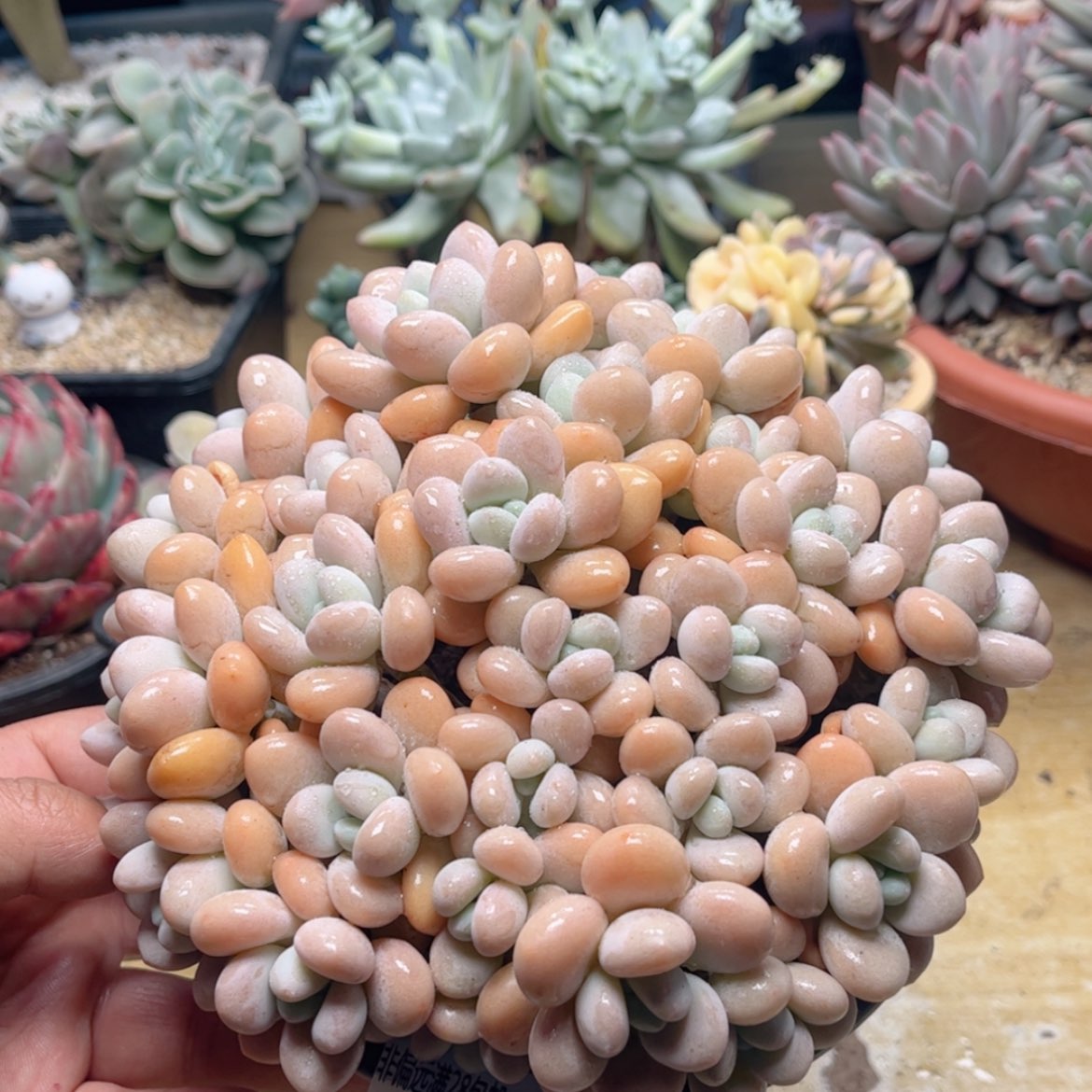 【闪购商品】213香水洛神