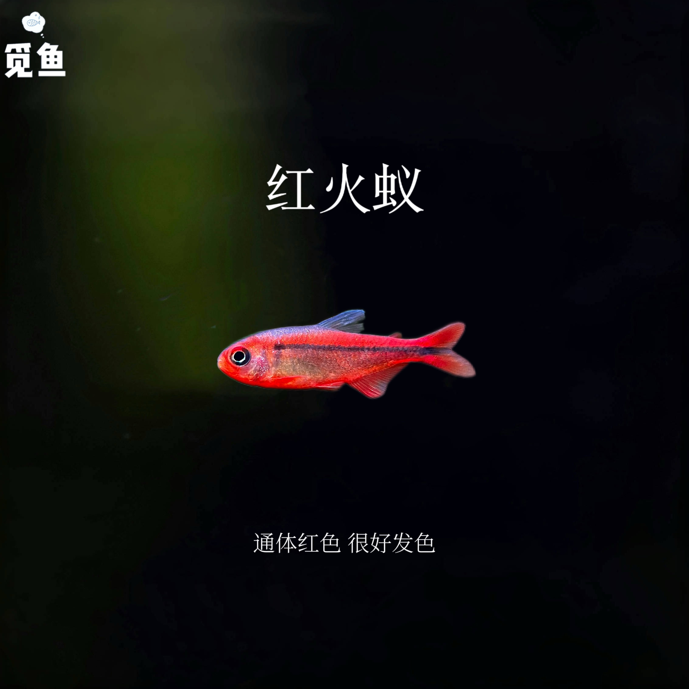【觅鱼】红火蚁魔鬼 高端灯科鱼 南美小型热带观赏鱼