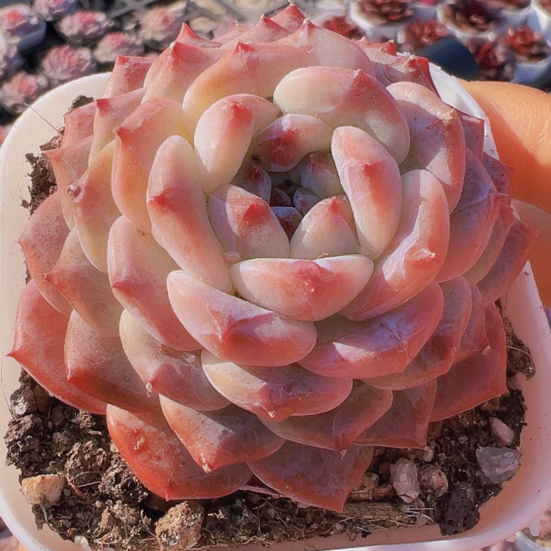 冰塔19包邮多肉植物