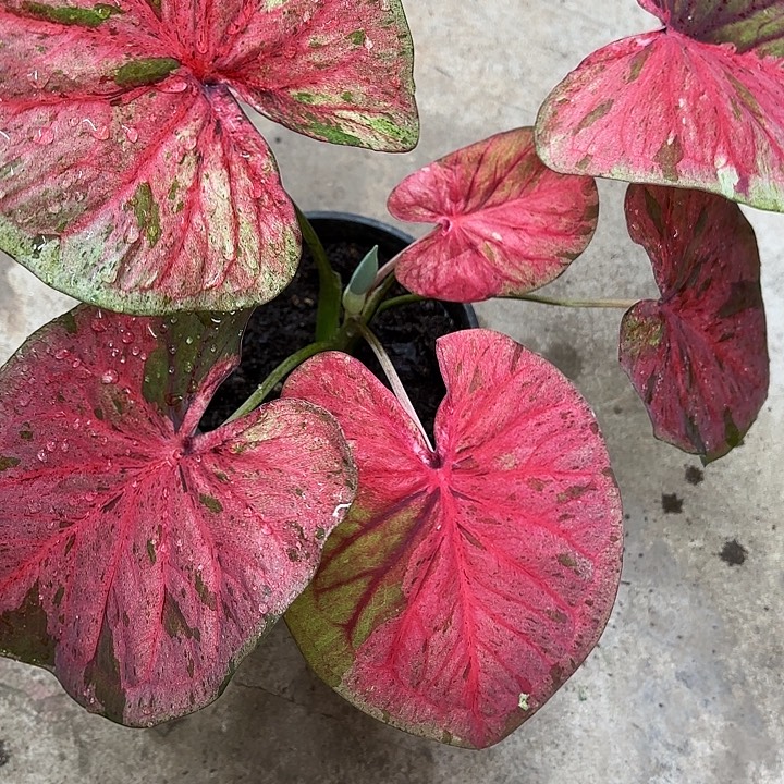 88-1227粉毒广东现货