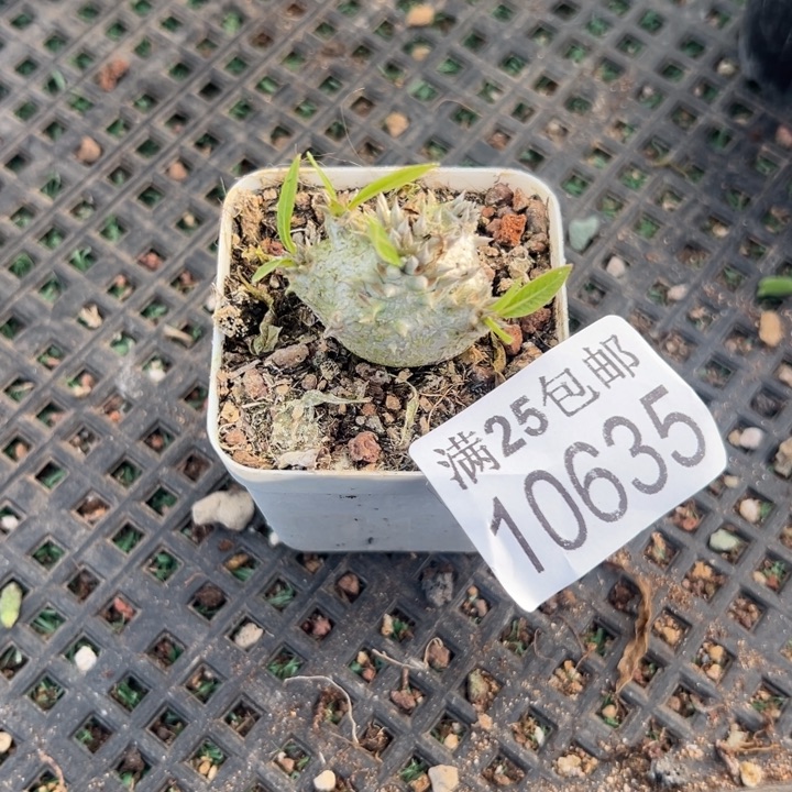 大黑635，一物一拍带盆