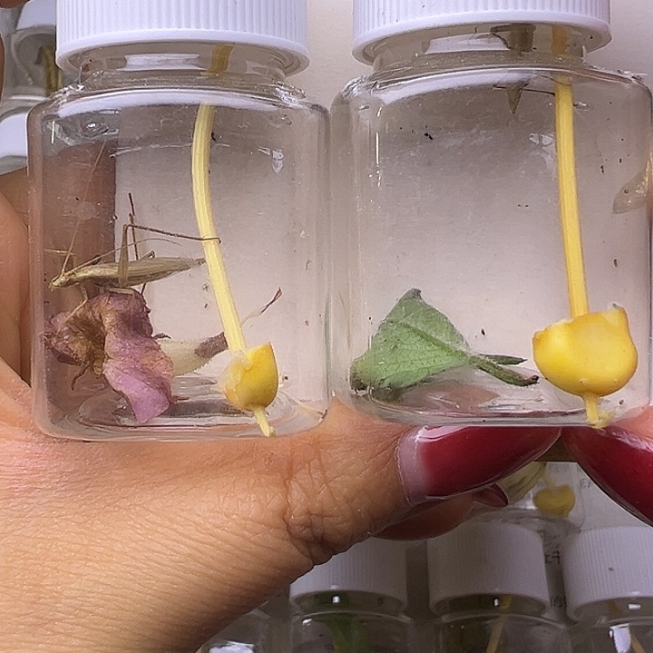 中须柬埔寨哈哈哈哈哈哈哈哈哈