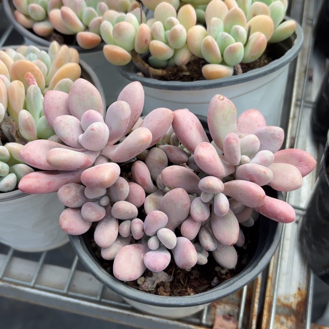 桃蛋多肉整群11㎝盆