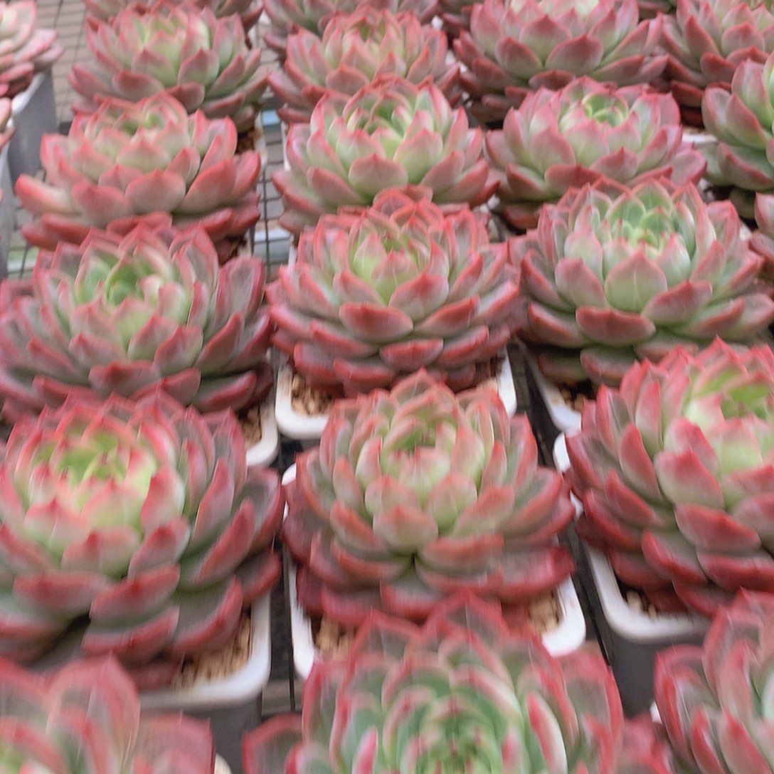 大号红鸾345688900000