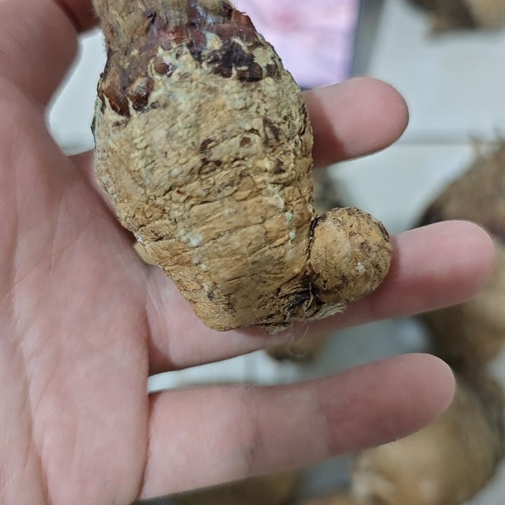 一物一拍，银叶多肉！
