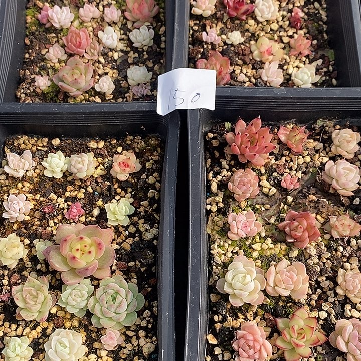 150 多肉植物盆栽花卉