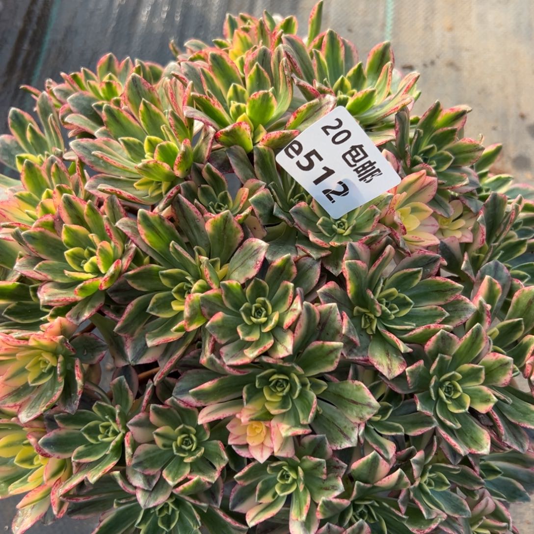 512甜茶，，满20包嘟叮熊