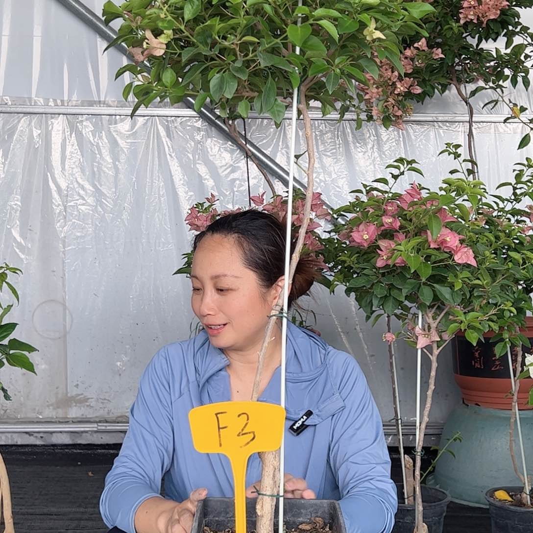 当前无花栽培后可以开花太***了F3卡雅塔