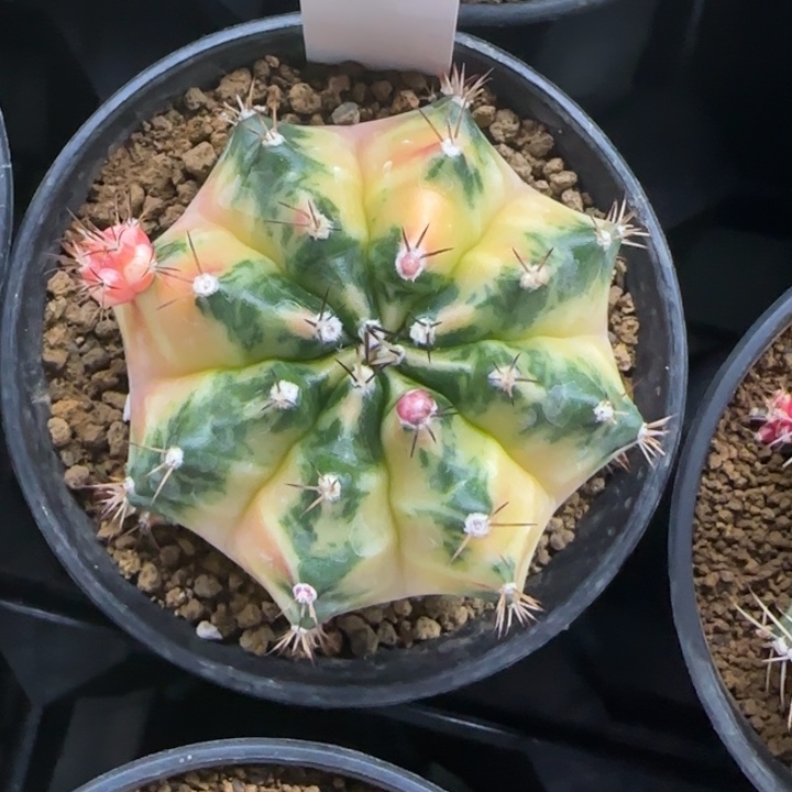 82-0208脱土发南瓜多肉