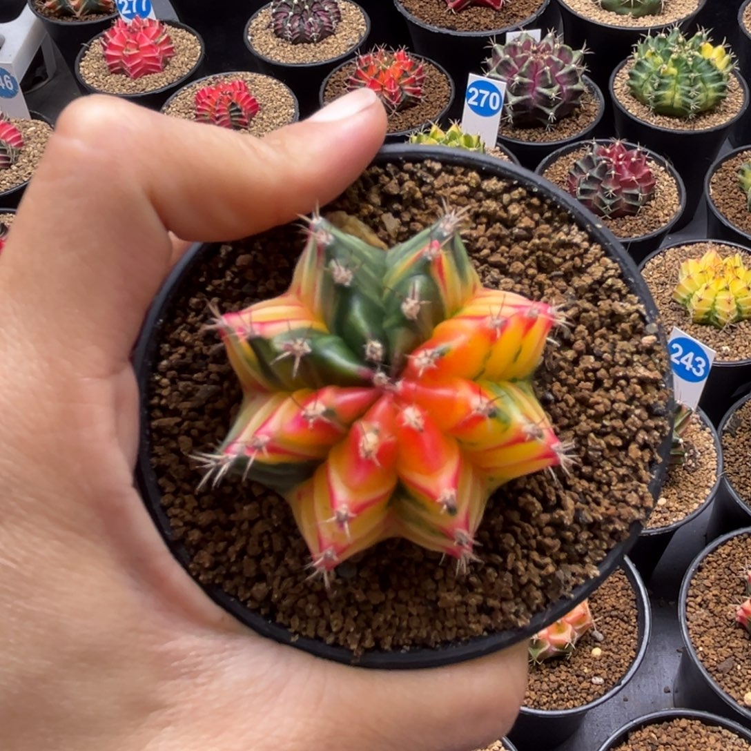 一物一拍带盆土发