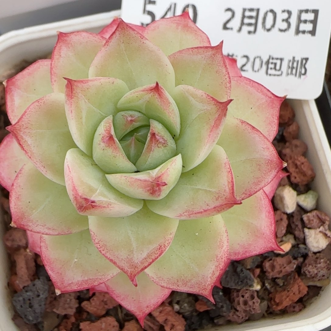 花语逸镜0203-540