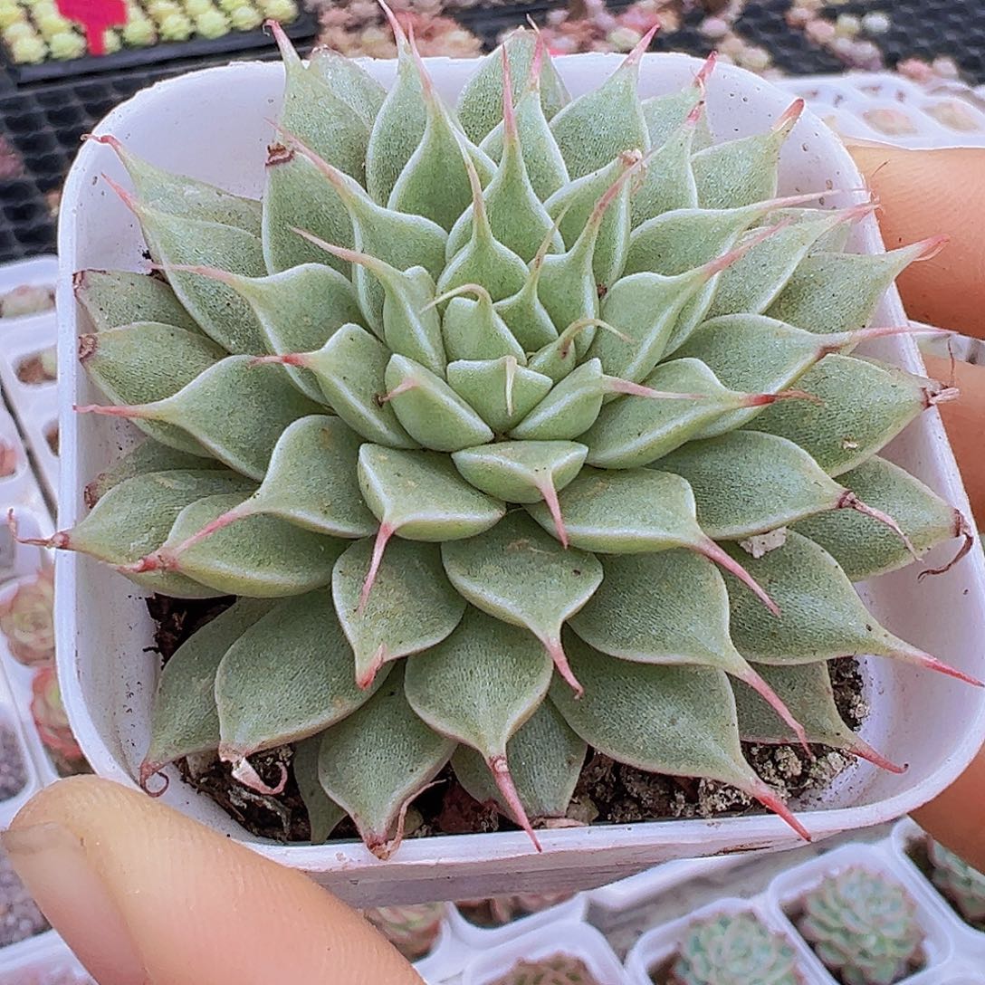 银星19包邮多肉植物