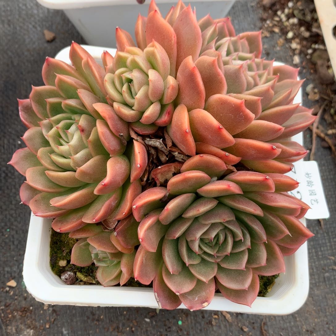 7129新年快乐发发发