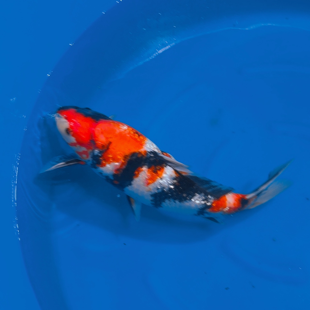 锦鲤昭和专拍链接