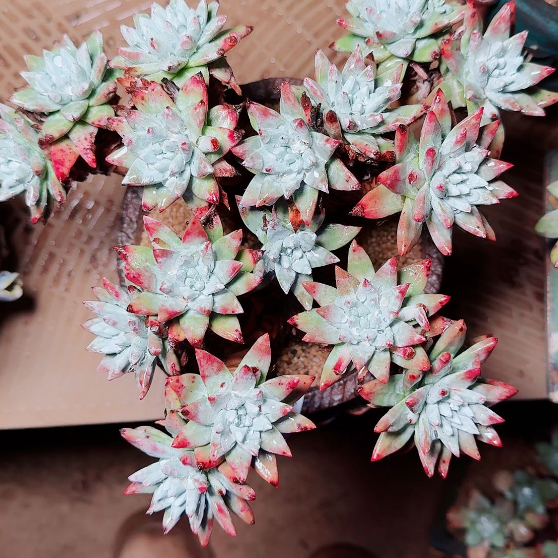 派****6255蓦然一仙女杯多肉