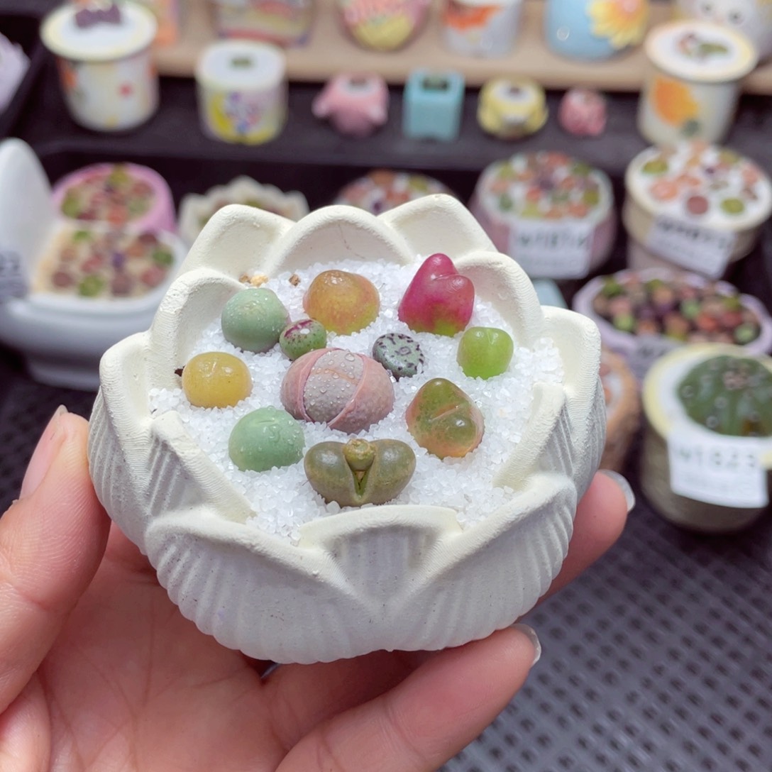 w1826 带盆土发货-零下地区拍保温箱