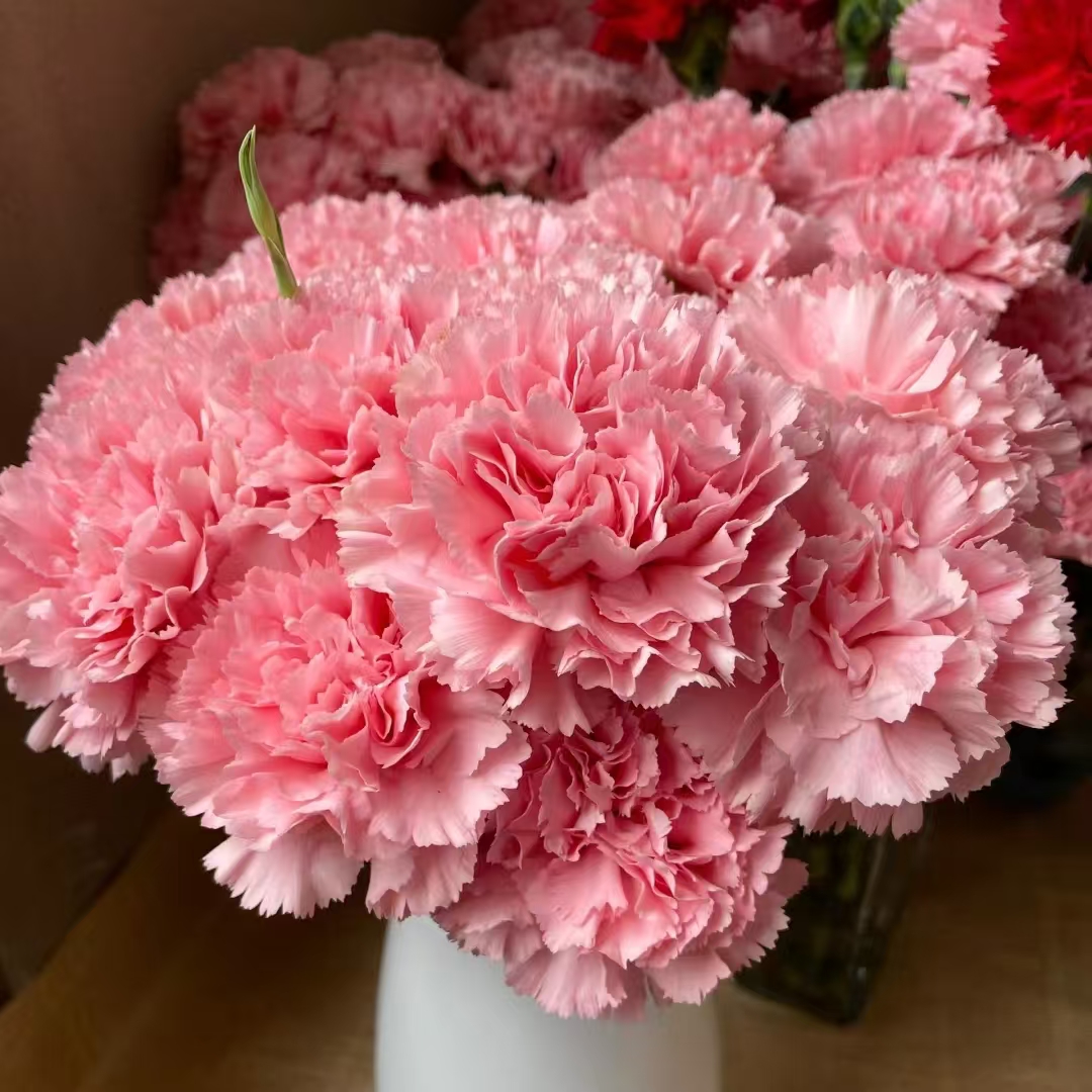 粉色康乃馨  和鲜花一起凑单哦  云南直发
