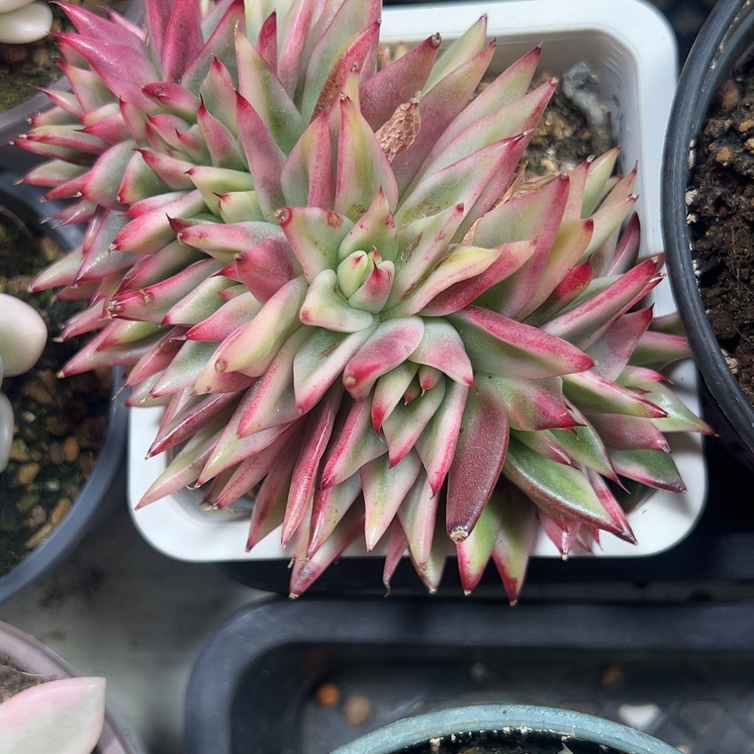 乌木锦缀多肉植物