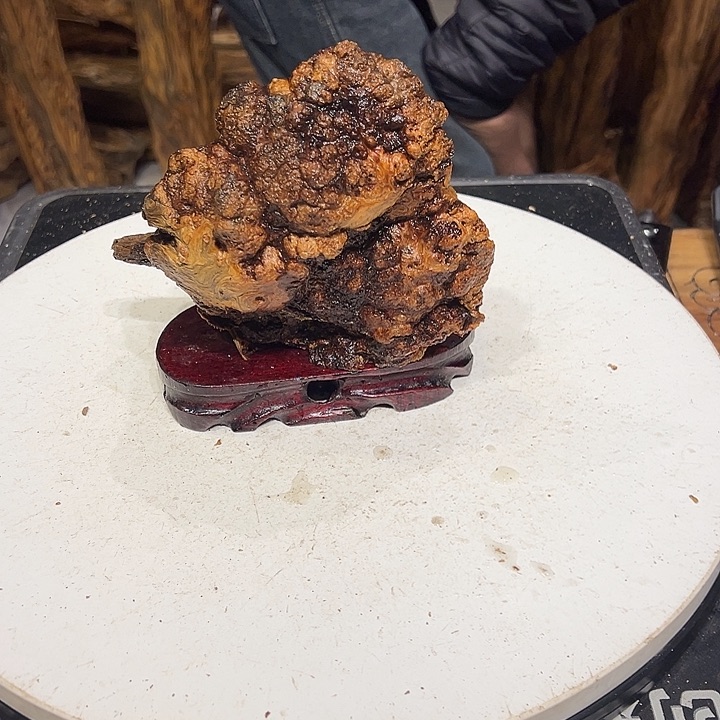 松木（琥珀木）东*