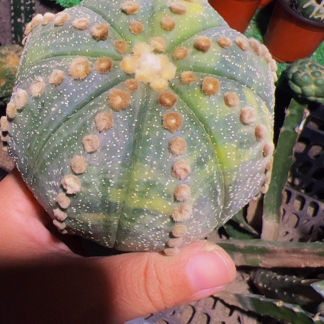 我***宙无花朵福利连线兜锦099