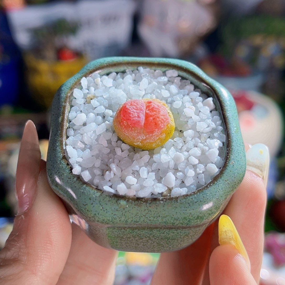 1.5cm单颗拉登包邮