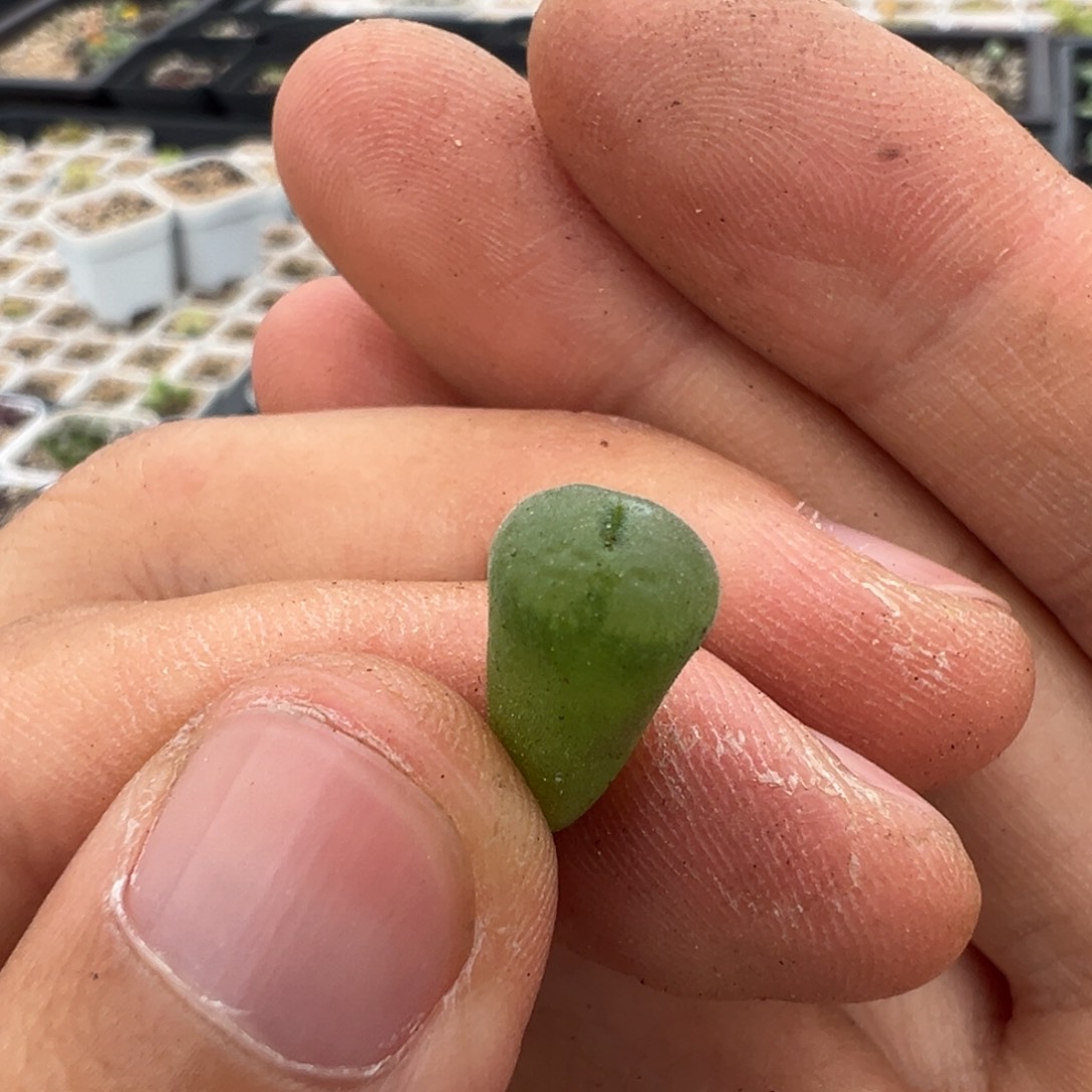 粉红女郎纽扣母本一物一拍