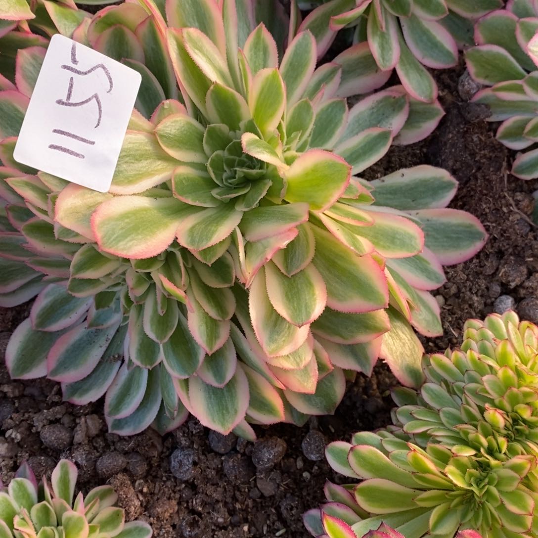 1155红袖缀多肉植物