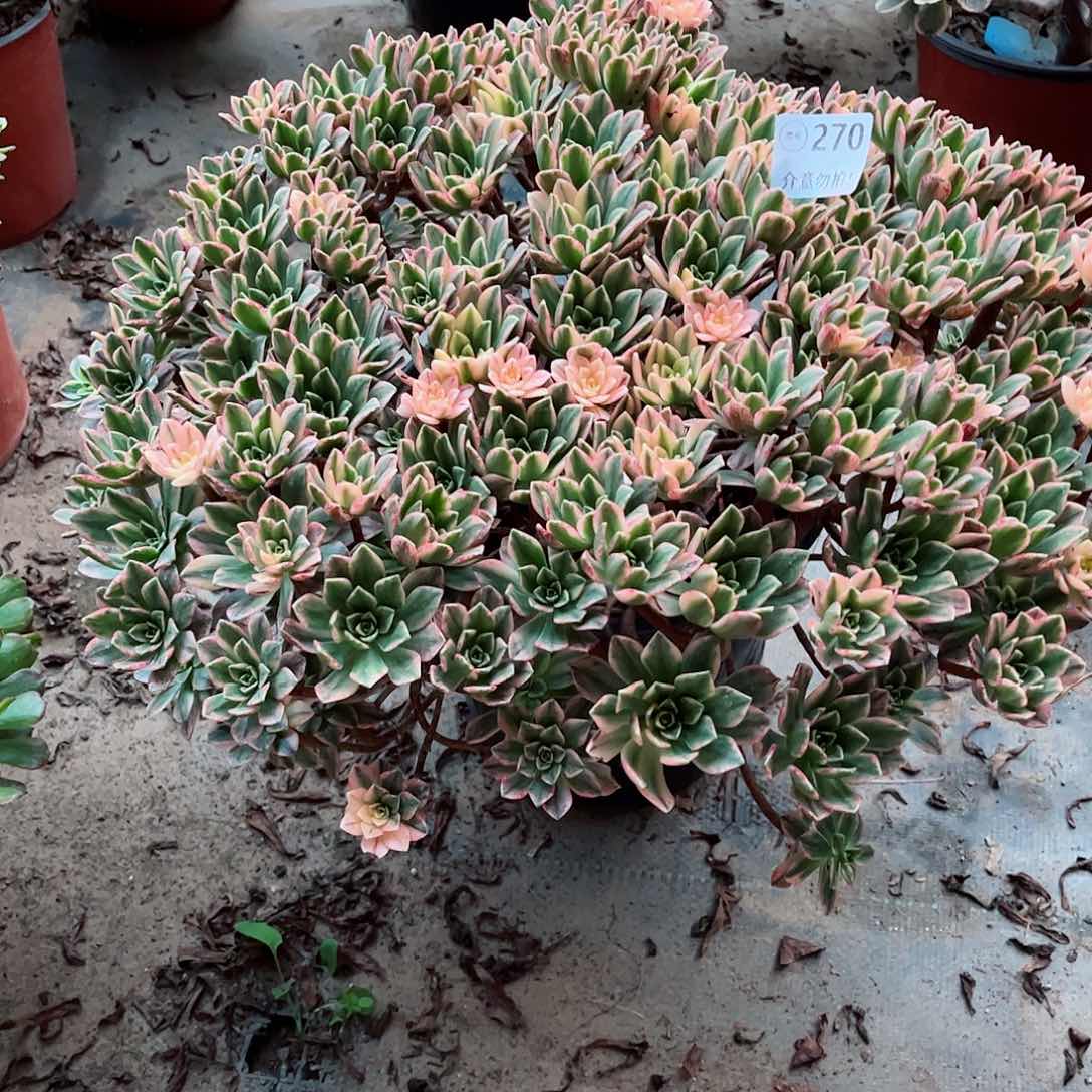 无花朵Z****7多肉植物甜茶270