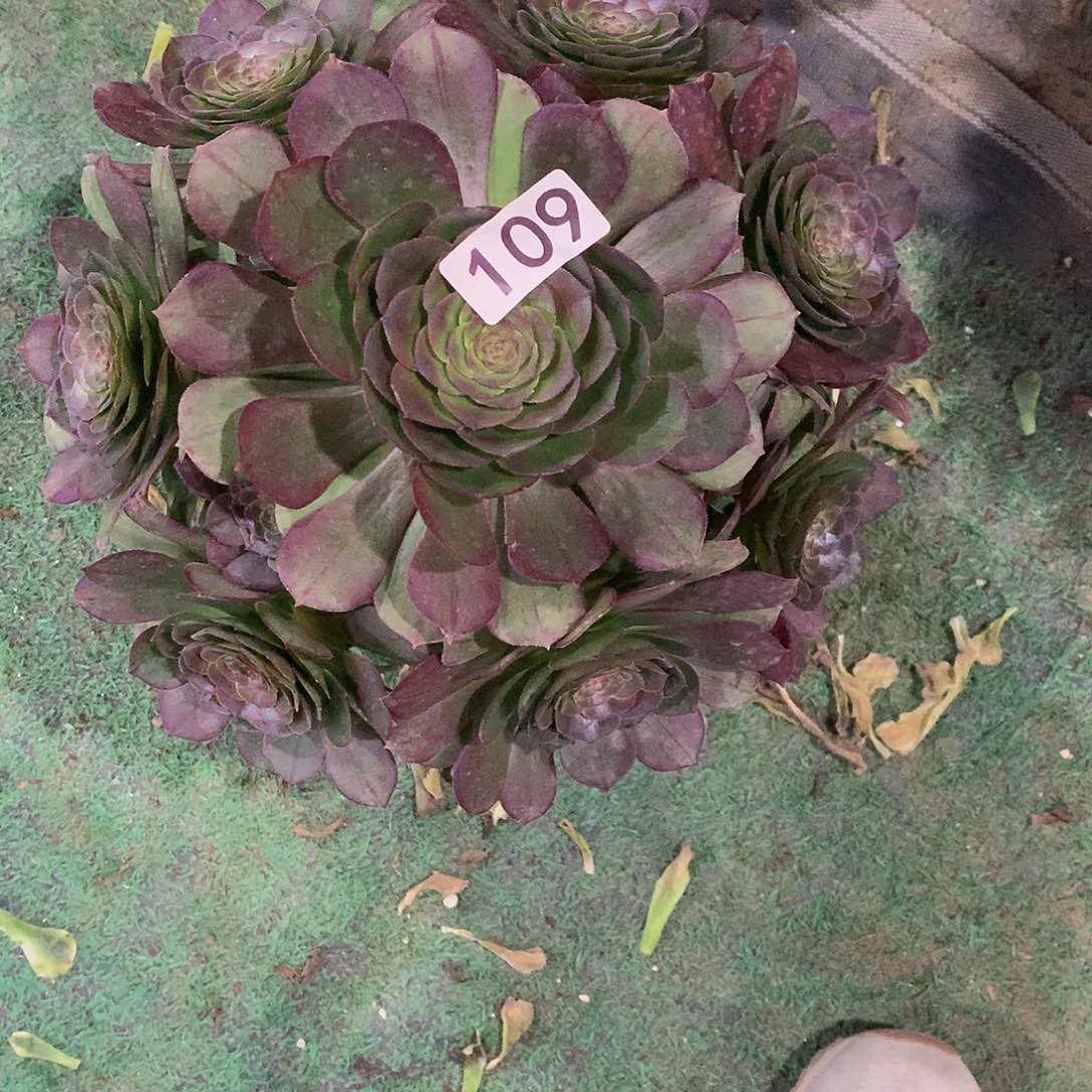 高*月109抹茶法师多肉一颗